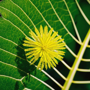 カエルは穏やかにカレーを食べている