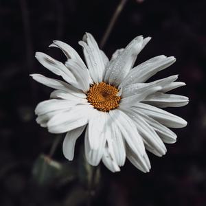 DOUBLE MASHED TATERS