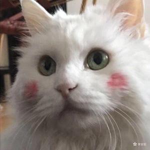 Various Artists-萨克斯（Ashen remix）