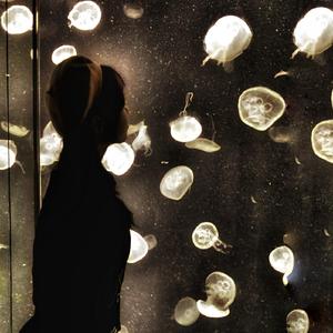 蝶-书札(新歌试唱会)