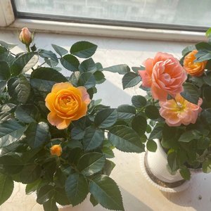 明妃曲（来自小花仙）