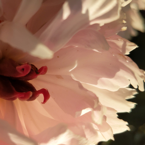 I Thought Luv (Dance Remix) (Dance Remix)