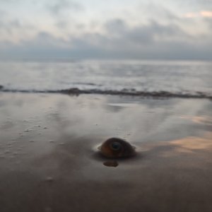 别在荒乱里独自流浪