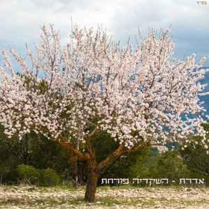 השקדיה פורחת