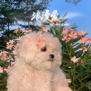 浪漫爱(翻自 刘瑞琦)