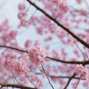 故乡的樱花开了