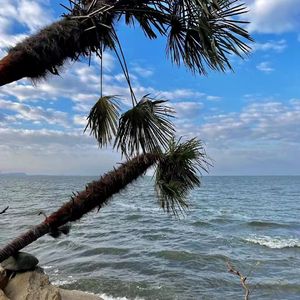 山上的树-（prod by EVOMUSIC）