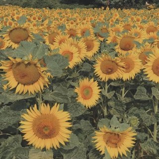 我陪你俯瞰大地 看遍爱和失去
