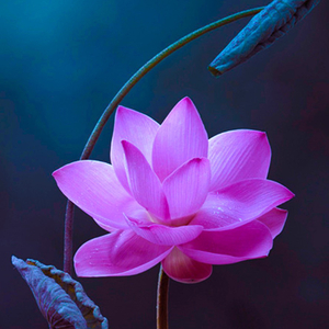 《来生愿做一朵莲》