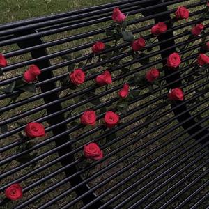 红玫瑰