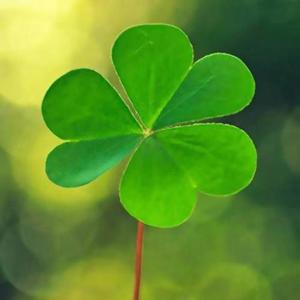 不说再见(男女对唱)