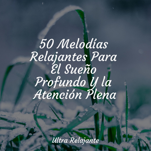 Perdido en El Zen