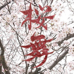 桜舞