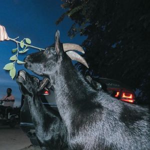 魔鬼呓语在我耳边