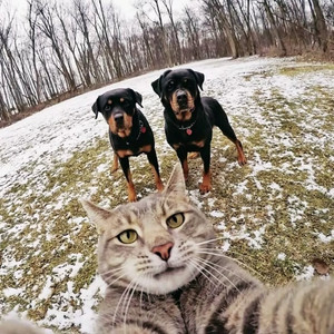 撒野（钢琴版）（翻自 凯瑟喵）