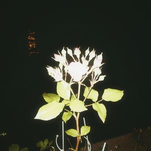 种子