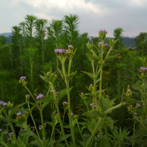 高考那夜在江边吹风