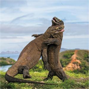 Ambazonians Lets Work Together