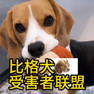 比格犬受害者联盟