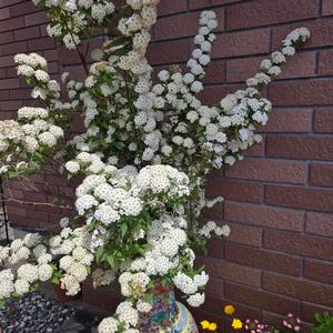 生まれ変わる朝(World Peace Song)