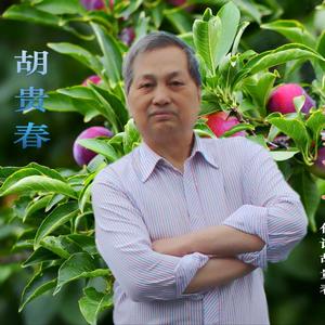 又是一年李子红