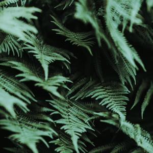 半截的诗（翻自 夹＿zZ）