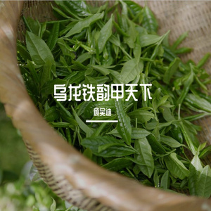 乌龙铁韵甲天下