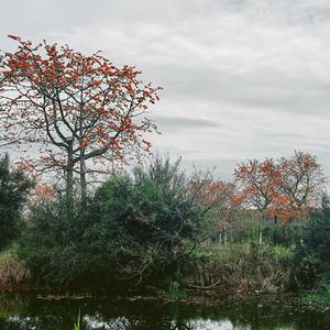 木棉花海(单弹唱版)