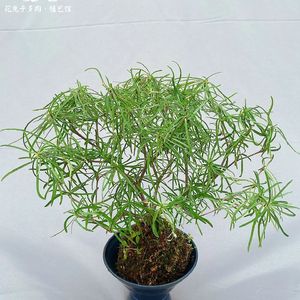 《竖琴钢琴交织的睡前谧境》015