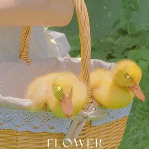 [Free]“鳄鱼顽皮爱洗澡鸭”