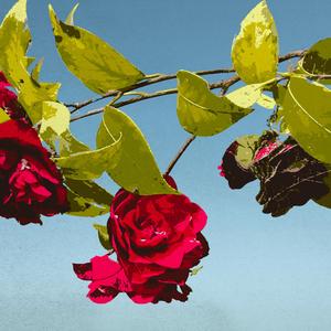 wilted (feat. keisha)