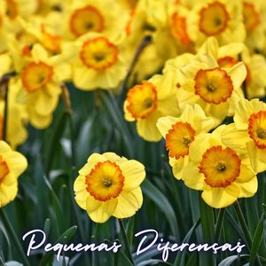 Pequenas Diferenças