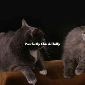 Superlative Backdrops for Morning Boosters