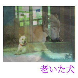 老いた犬