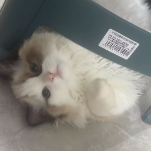 银色消逝