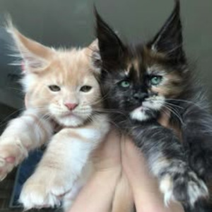 You Will Never Find Another Me (sped up)