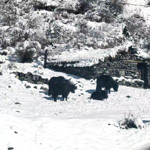 冰川的她
