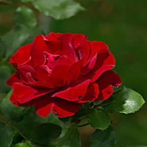 Morze z operetki Panna Wodna