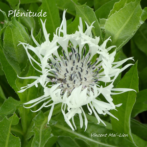 Plénitude