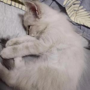 Trap Beat Soul 'PaLIoNe'