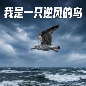 我是一只逆风的鸟