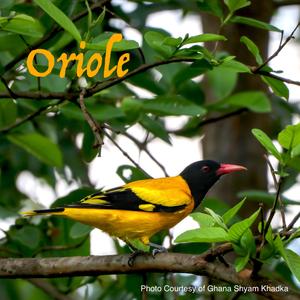 Oriole
