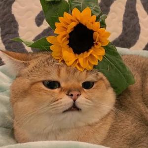 白羊(cover:徐秉龙)