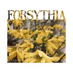 Forsythia
