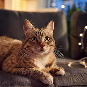 Vibraciones Tranquilas Para El Sueño Del Gato