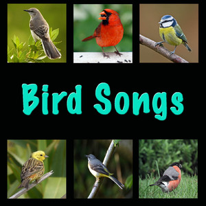 Eurasian Blackbird (Turdus merula)