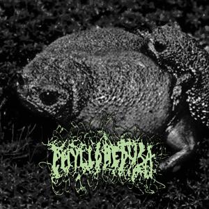 Pelobates, The Explosive Breeders