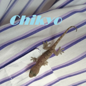 あなたにストレス DAKEDOMO...