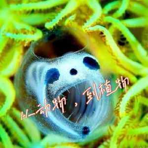 从动物，到植物