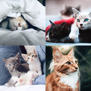 精彩可爱猫咪环境